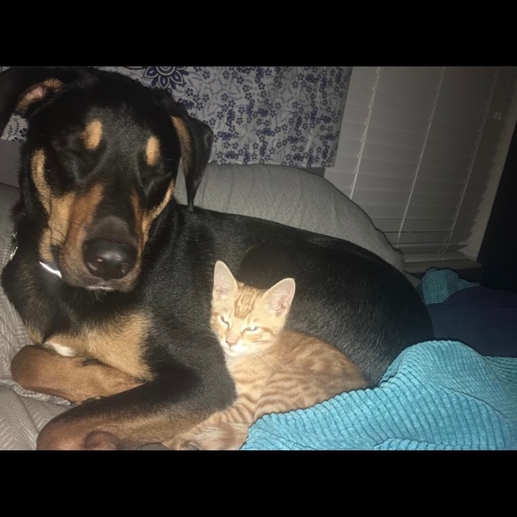 Meet your Posher, Steph - Picture 2 of 2